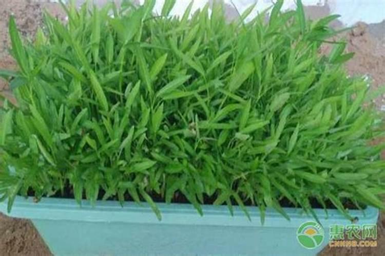 空心菜的栽培和管理技术简单吗？掌握哪些种植技巧,才能一次种植多次采 ...
