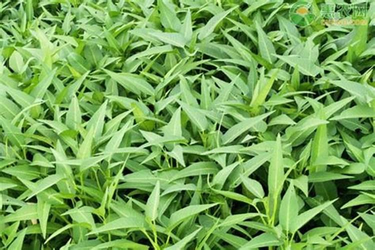 空心菜出芽后多久才可以施肥,施什么肥