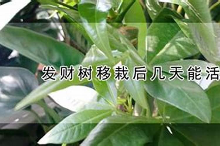 菜苗移栽几天能浇尿