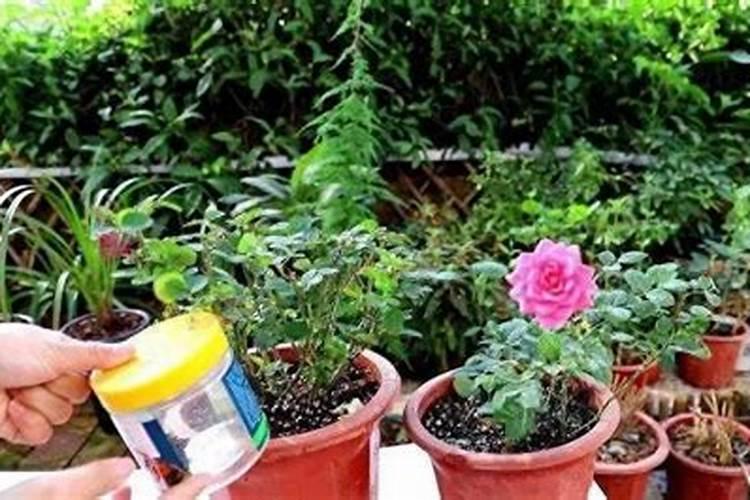 养花施肥的技巧,花如何施肥