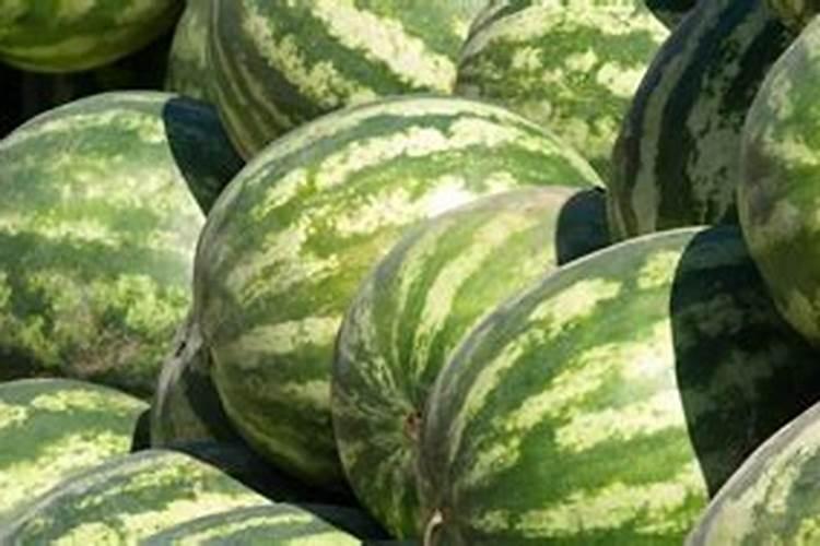 种植西瓜用什么肥料最佳？不同生长阶段,巧施肥料