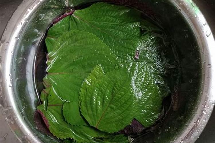 苏子叶种植时间和方法