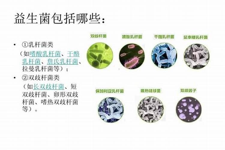 益生菌给畜禽养殖技术都带来了哪些增益