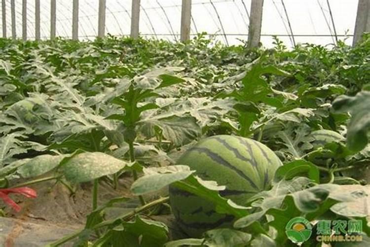 露天种植西瓜的追肥技术