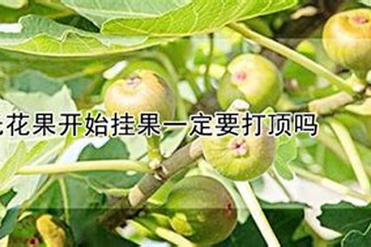 盆栽无花果结果期施什么肥