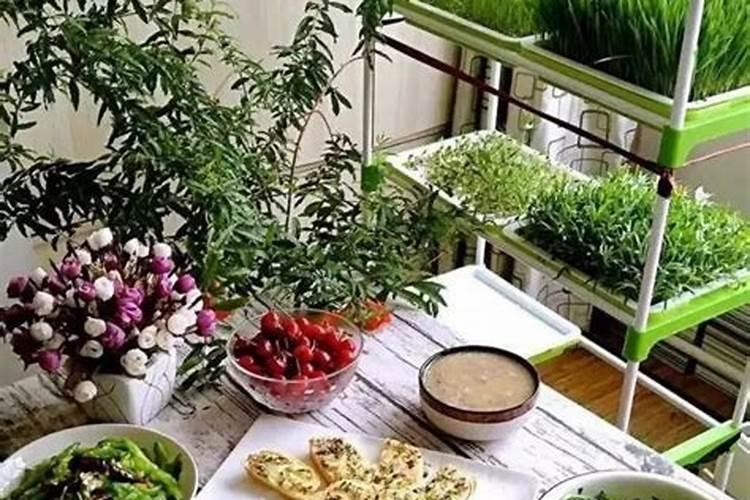 种菜用什么肥料最好