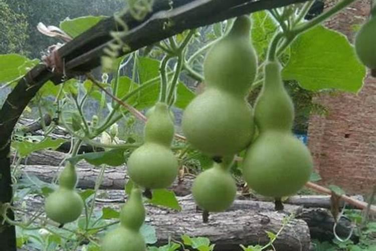 盆栽葫芦种植怎么施肥