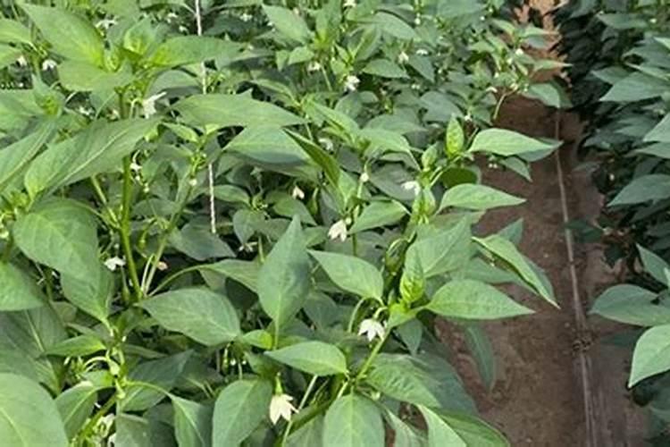 辣椒开花施什么肥适合 可以施加氮肥吗