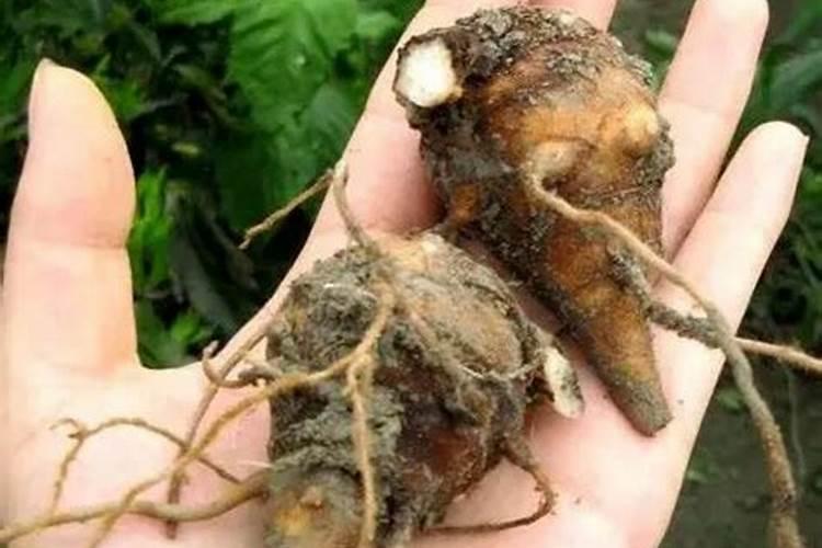 种植乌药行距是多少？