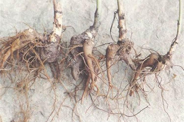 中药大乌豆种植技术和效益