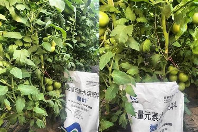番茄果实膨大施什么肥料？