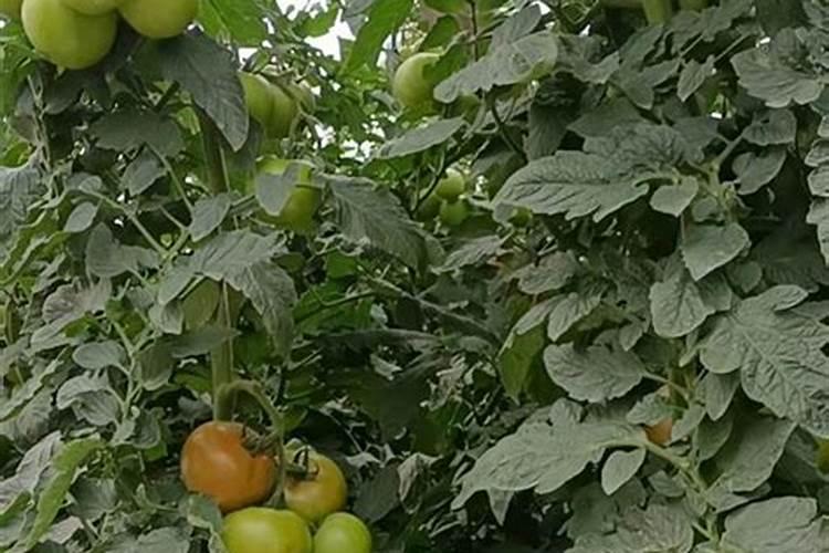 番茄果实膨大施什么肥料？