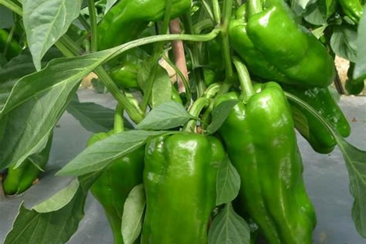 青椒施肥管理要合理,青椒施肥管理该怎么做？