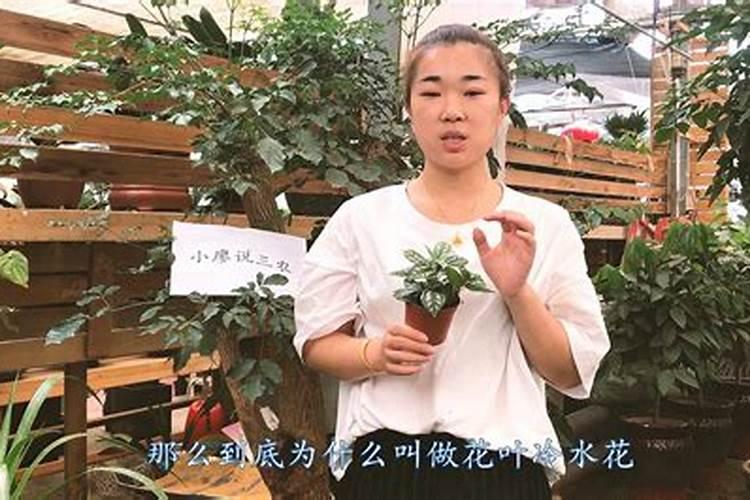 水花鱼苗养殖技术