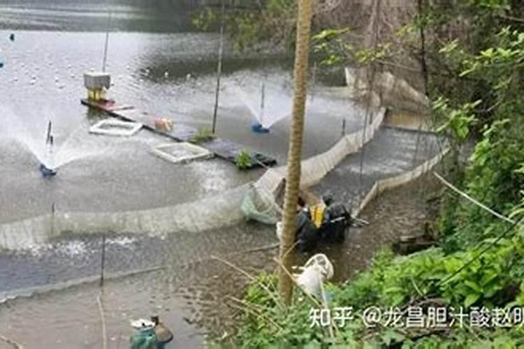 水花鱼苗养殖技术