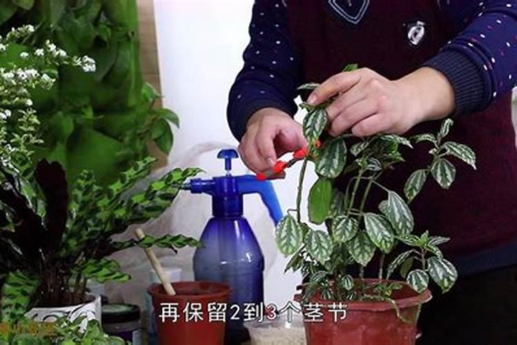 水花鱼苗养殖技术