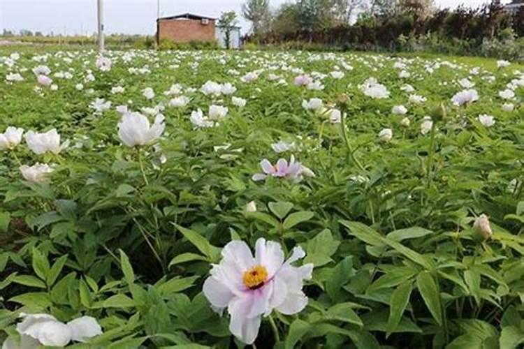 菊花怎么种植？