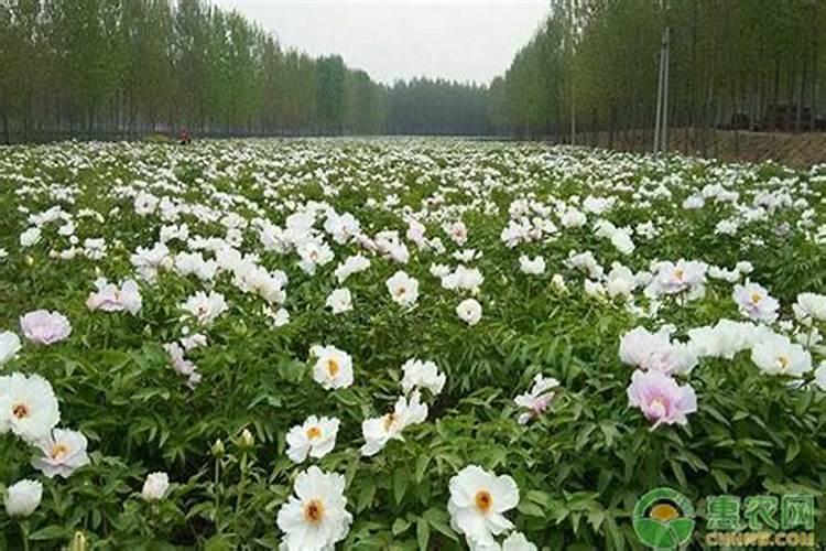 牡丹花用花盆怎样种植？