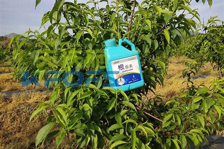 新种的阳山水蜜桃小桃树什么时候可以施肥