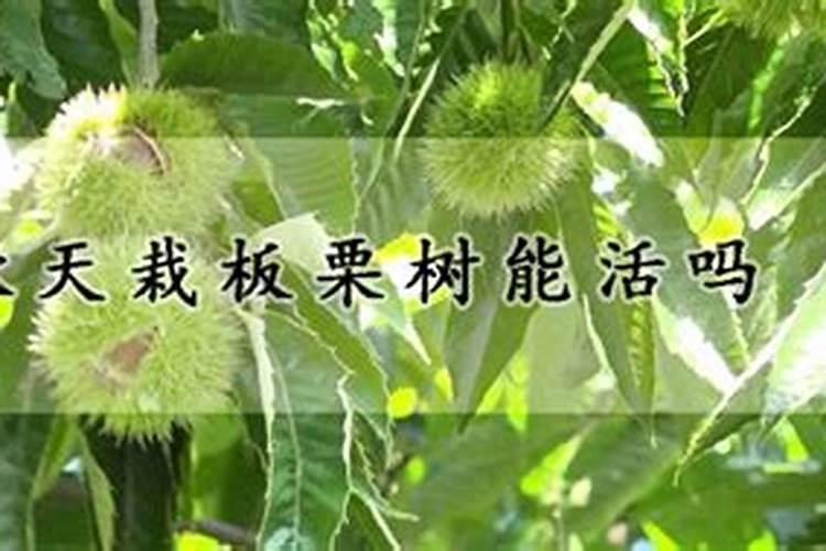樱桃树上啥肥料好？