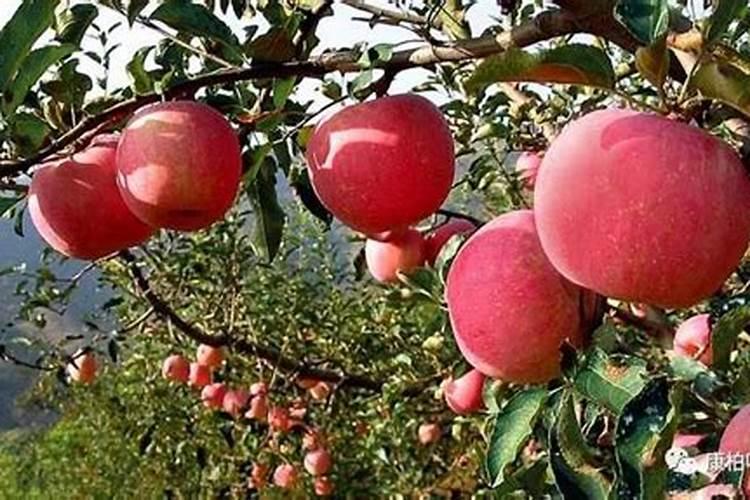 果树开花前需要施什么肥料
