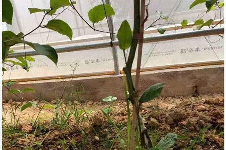 百香果施什么肥料最好
