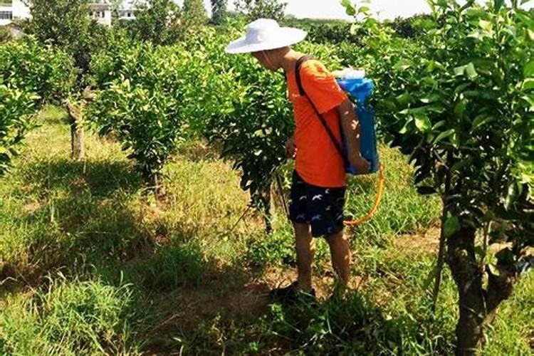 百香果结果期间如何施肥和浇水