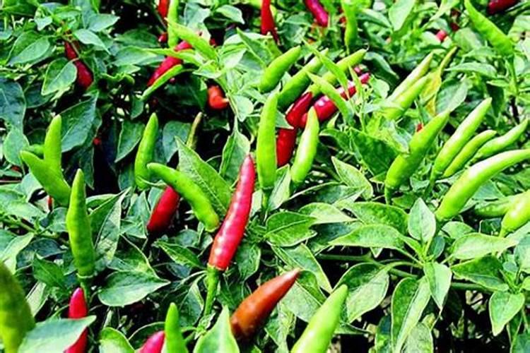 育菊花苗怎样才能生根快 怎样让菊花苗生根块