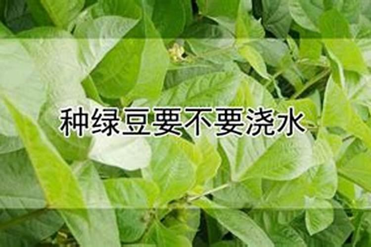 合理施肥有利于高产,绿豆种植如何合理施肥？