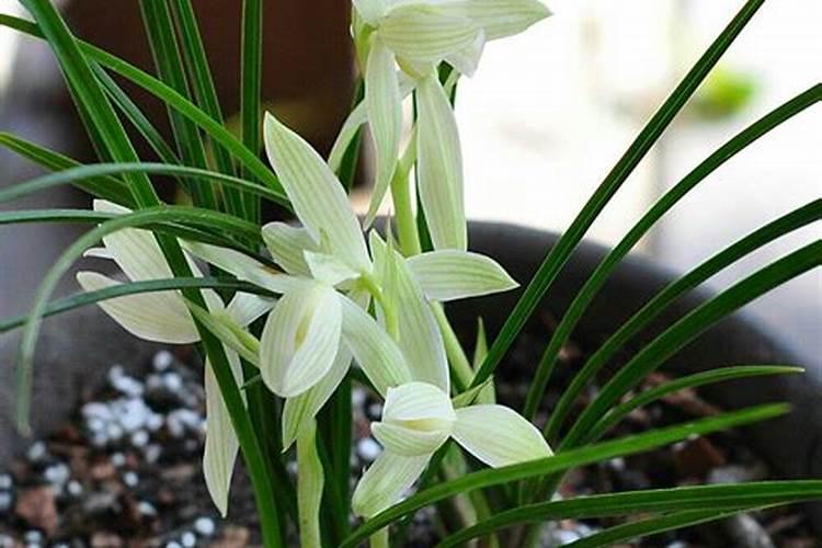 秋冬兰花施肥方法(秋冬兰花施肥技巧,助您兰花茁壮成长)
