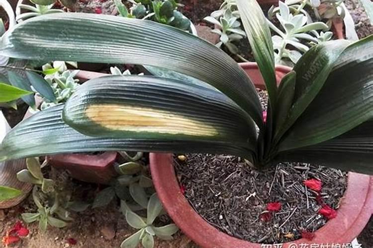 玫瑰花种植技术与管理: 种植玫瑰花需要注意什么？