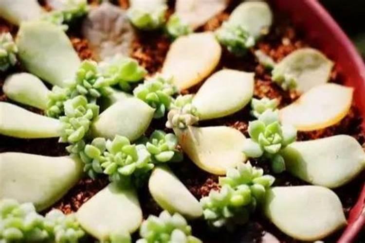 ...我想问下多肉植物怎么才能养好,可以喷叶面肥吗？