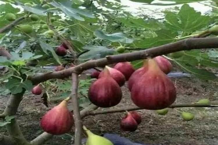 无花果用什么肥料