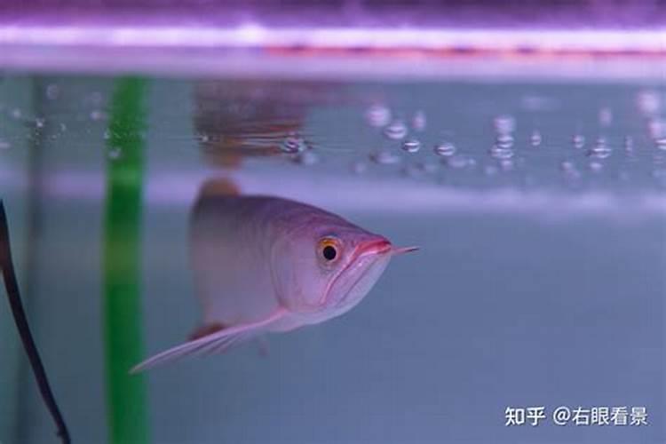 请问专家辣椒,淡肥需要一直冲施吗？辣椒滴灌设施建议少浇水勤浇好还是...