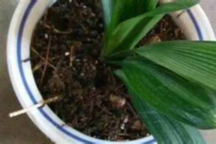 植物用什么肥可以让枝叶茂盛  什么肥能让植物叶子变大