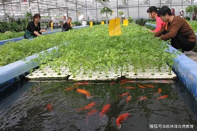 小麦大面积倒伏应该施什么肥