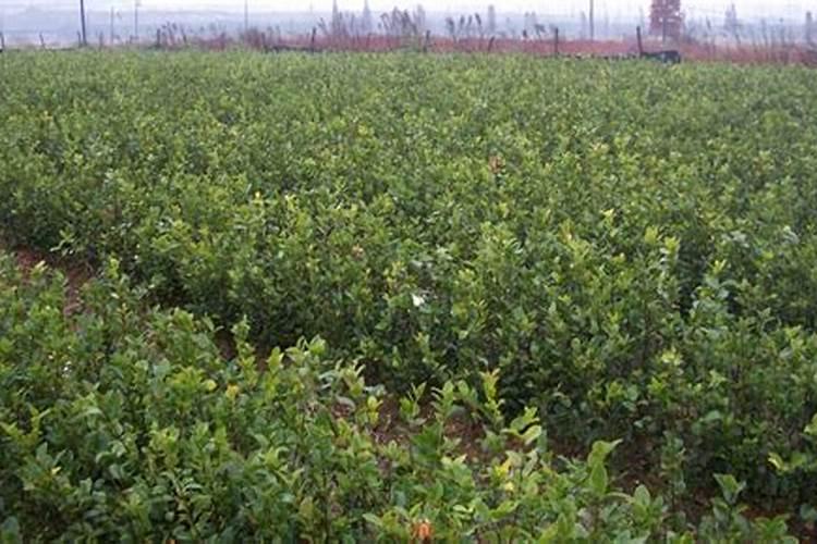 油茶用什么肥料