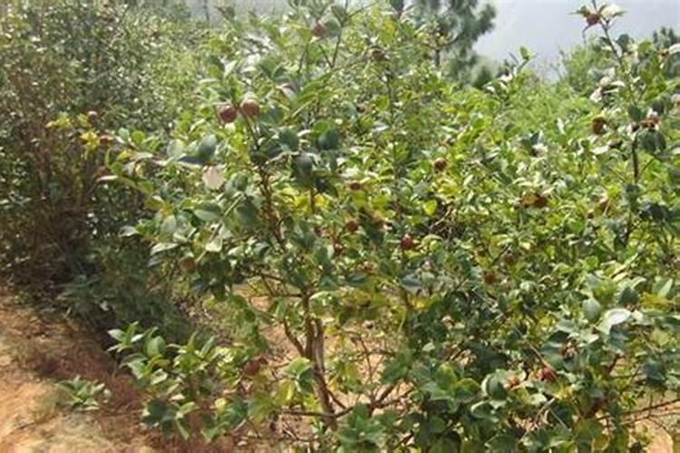 油茶树施什么肥比较好(种植油茶树施什么肥料长得快)