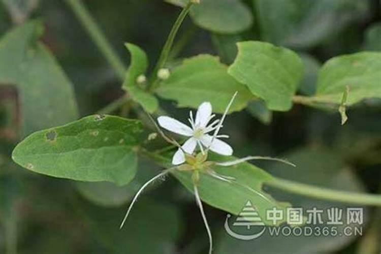 威灵仙冬天施肥吗,鸡粪肥可以吗？