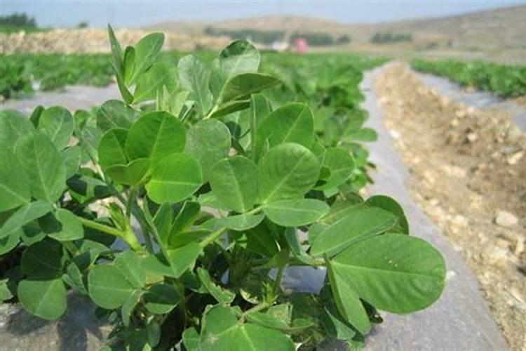 花生果腐病最佳治疗方法