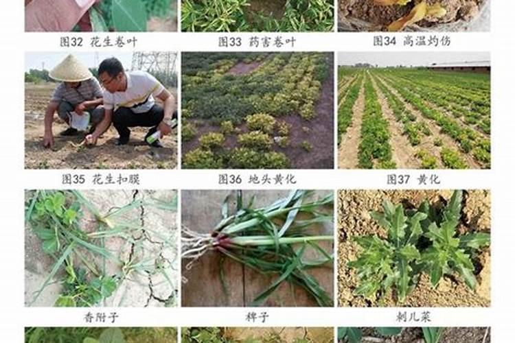 花生拌种用什么农药好？