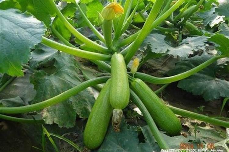 西葫芦如何施肥产量高？