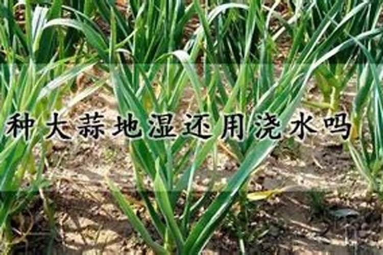 大蒜冲施肥用什么肥料好