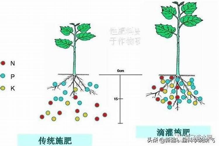 芹菜想要丰产,应该如何做好根外追肥呢？