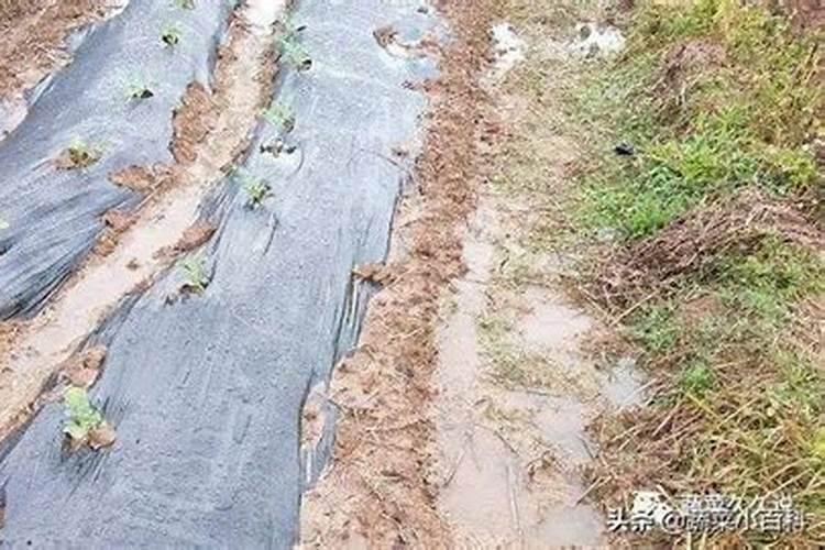 简要说明东北地区保持和不断提高黑土肥力的主要措施