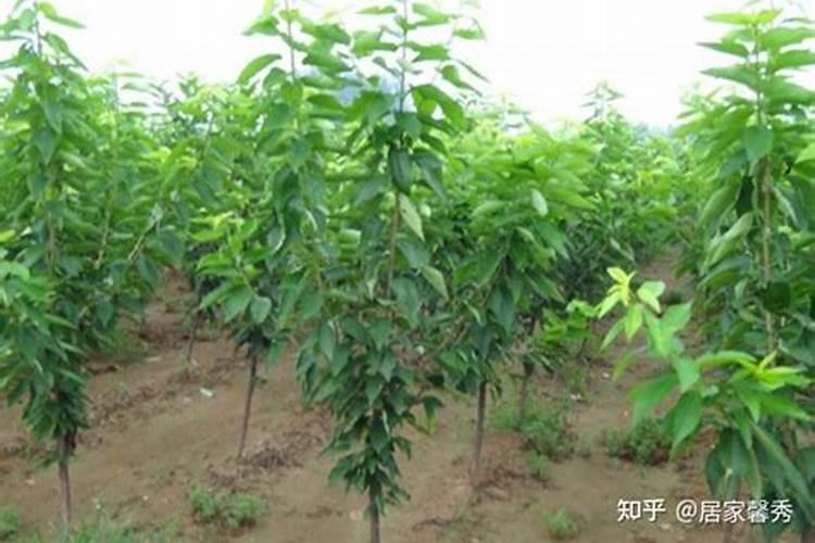玉米地氮肥深施有哪些作用？