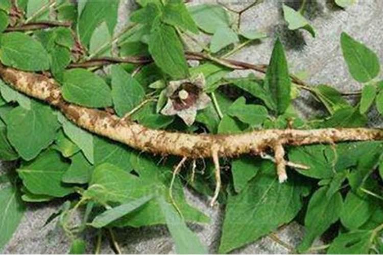 党参种植条件和方法
