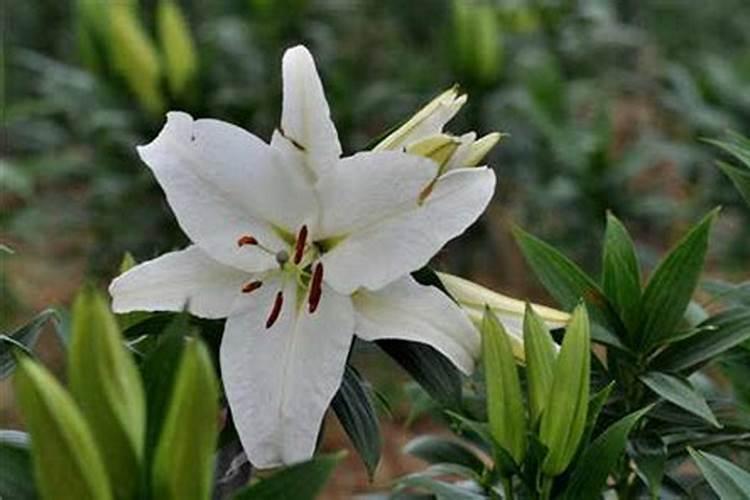 百合花一般种植多久施肥？