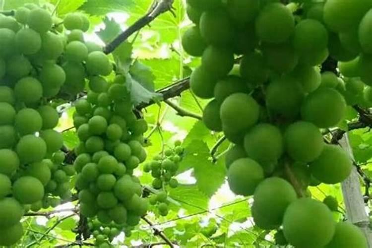 葡萄防治落果打什么药