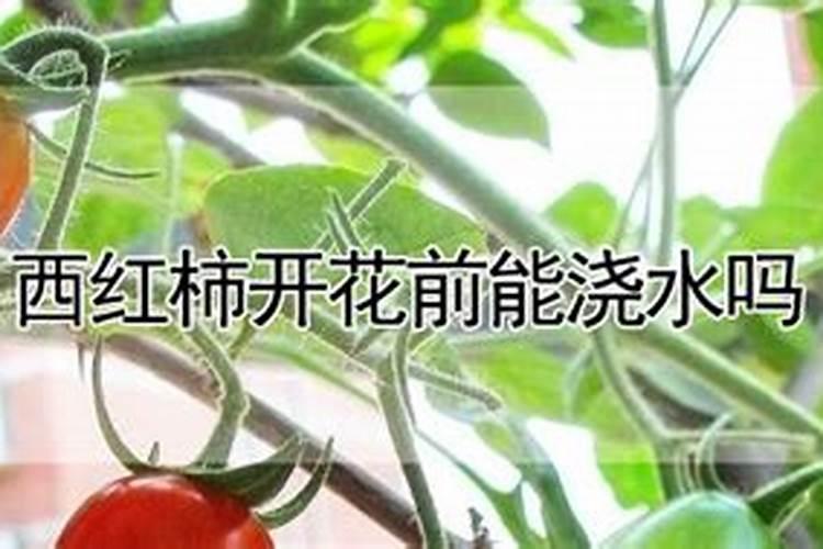 番茄在开花的时候适合用啥叶面肥来补充养分？